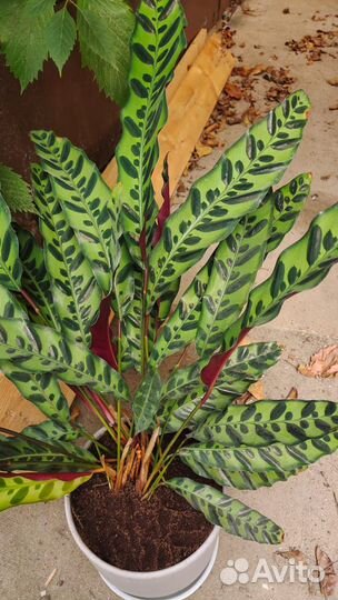 Продам детки цветка калатеи