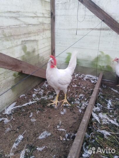 Молодые петухи