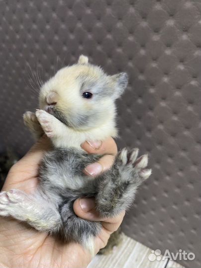 Декоративные карликовые кролики