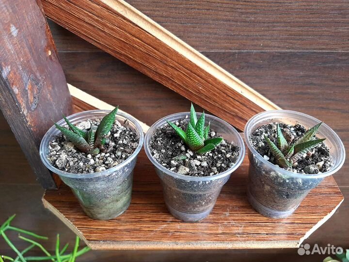 Хавортии лимифолия и извилистая