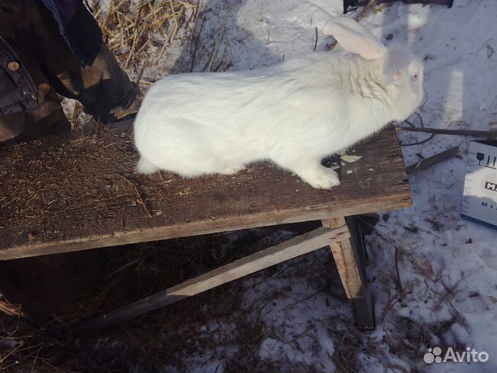Кролики Белый великан, Шиншиллы разных возрастов