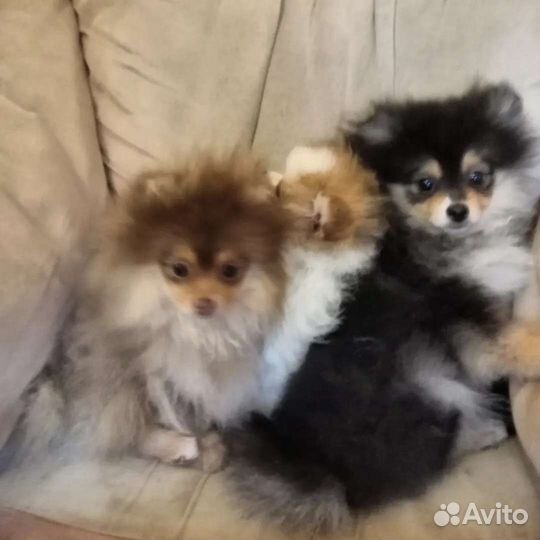 Шпице девочки - красотки