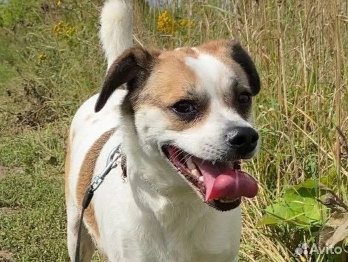 Некрупный песик Джеки