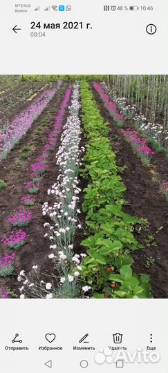 Многолетние цветы