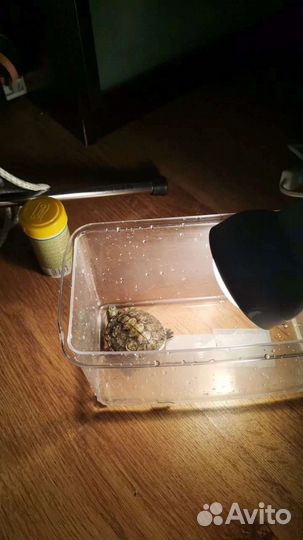 Черепашки красноухие