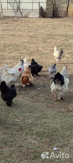 Яйца породы брама