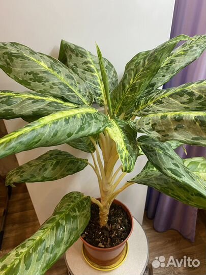 Аглаонема пикок