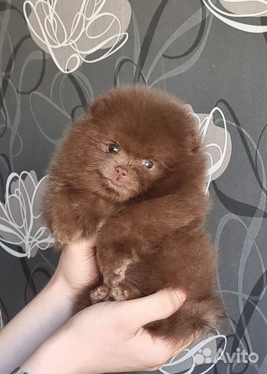 Шпицуля миник