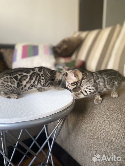 Бенгальские котята
