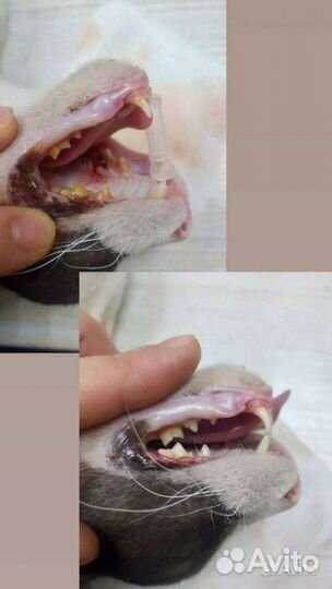 Стерилизация, кастрация кошек