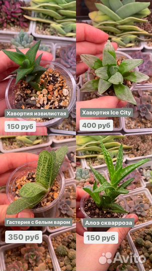 Суккуленты