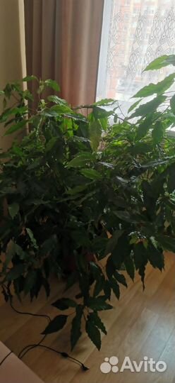 Гибискус, китайская роза