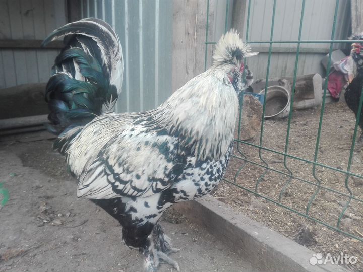 Петровские петушки 2шт