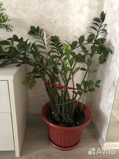 Замиокулькас