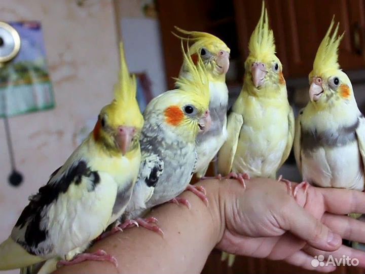 Корелла Нимфа