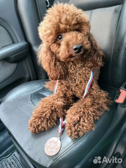 Пудель вязка