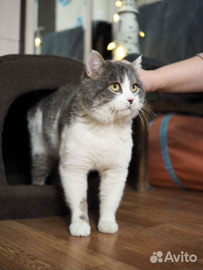 Котик в добрые руки