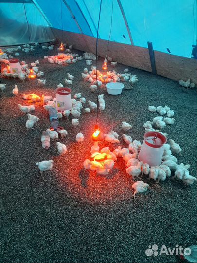 Птицы домашние куры