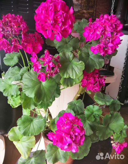 Комнатные и садовые растения