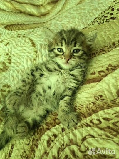 Котенок