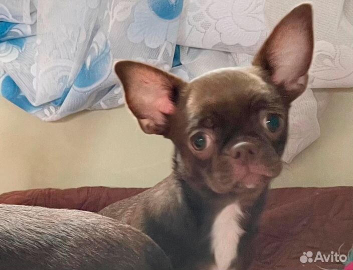 Чихуахуа щенок девочка