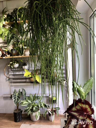 Рипсалис флокосса