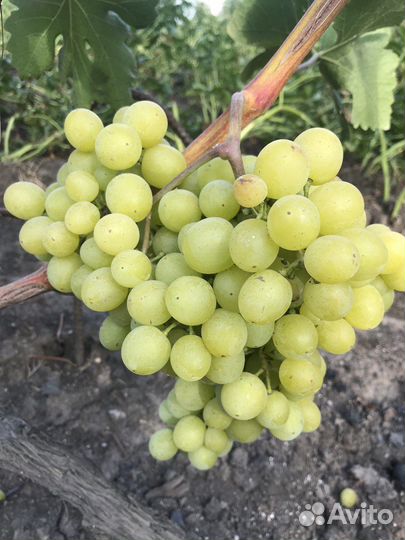 Саженцы и черенки винограда