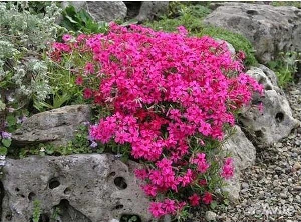 Продажа растений