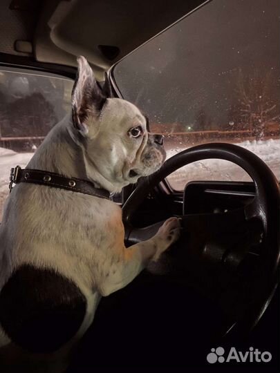 Отдам в добрые руки французского бульдога