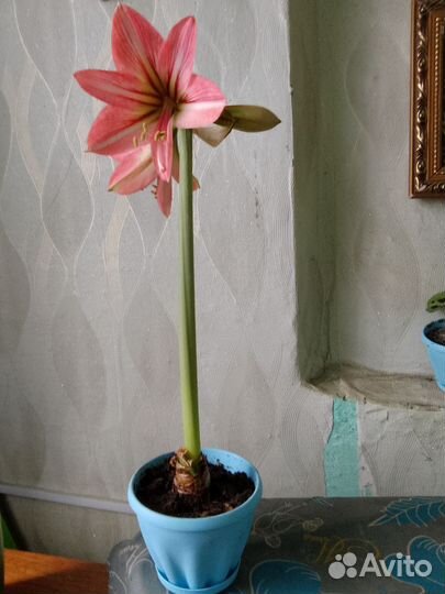 Гиппиаструм