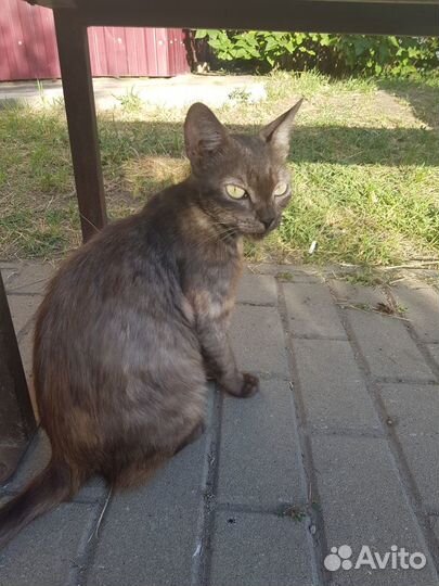 Кошку в добрые руки