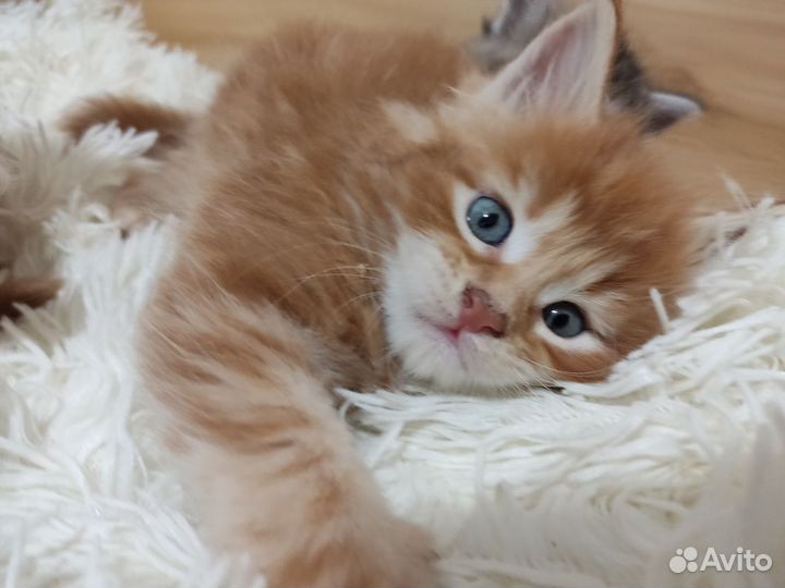 Котята мейн-кун