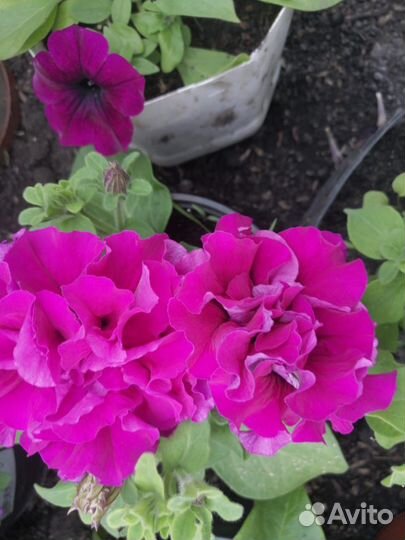 Петуния ампельная, махровая