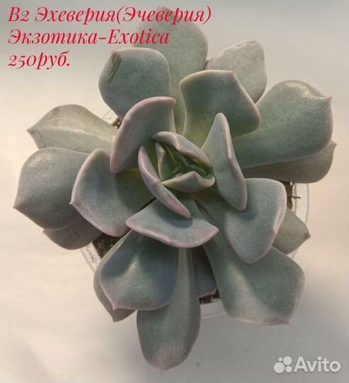 Суккуленты для начинающих