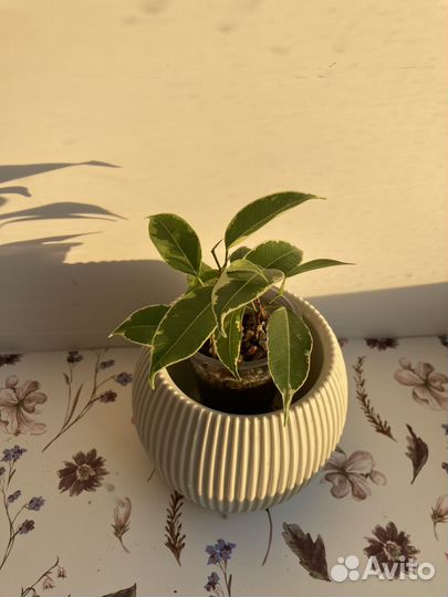 Фикус бенджамина пестролистный