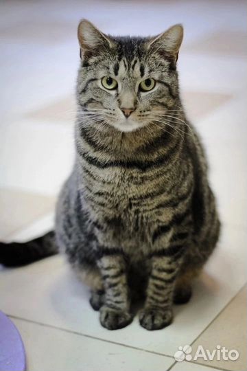 Боря ищет дом