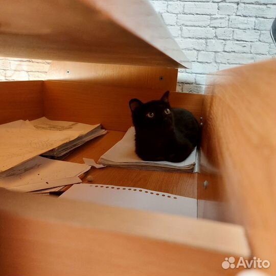 Милашка в добрые руки