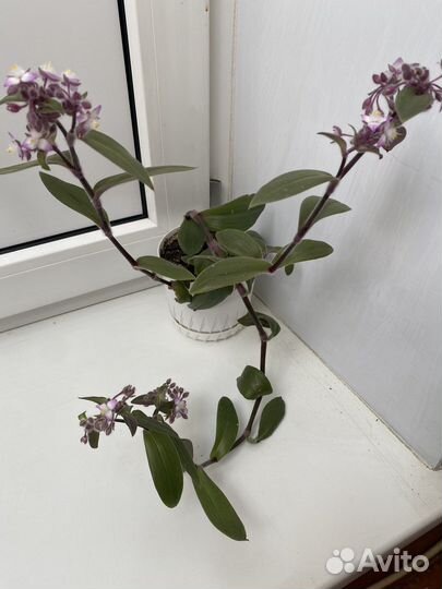 Традесканция сеткреазия пурпурная