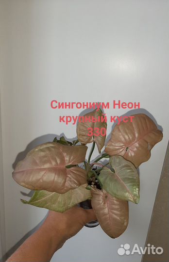 Сингониумы сортовые