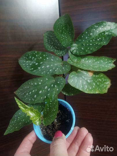 Бегонии Кейн