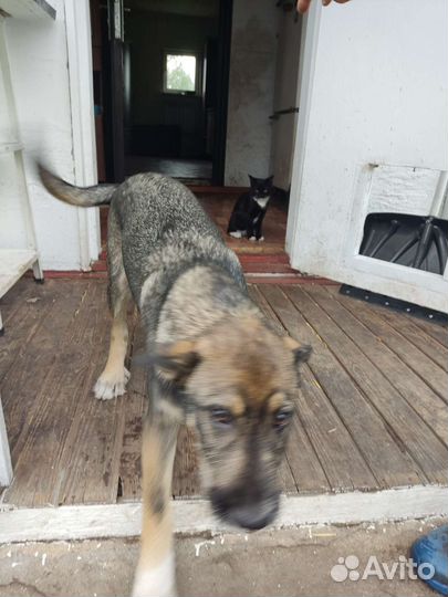 Собака в добрые руки