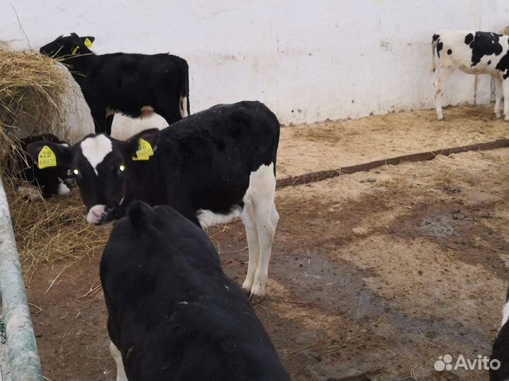 Телята мясные бычки