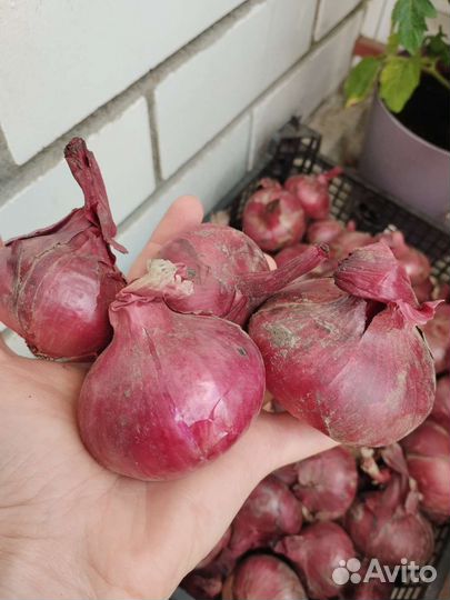 Лук красный Даниловский