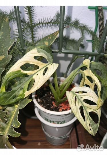 Филодендроны