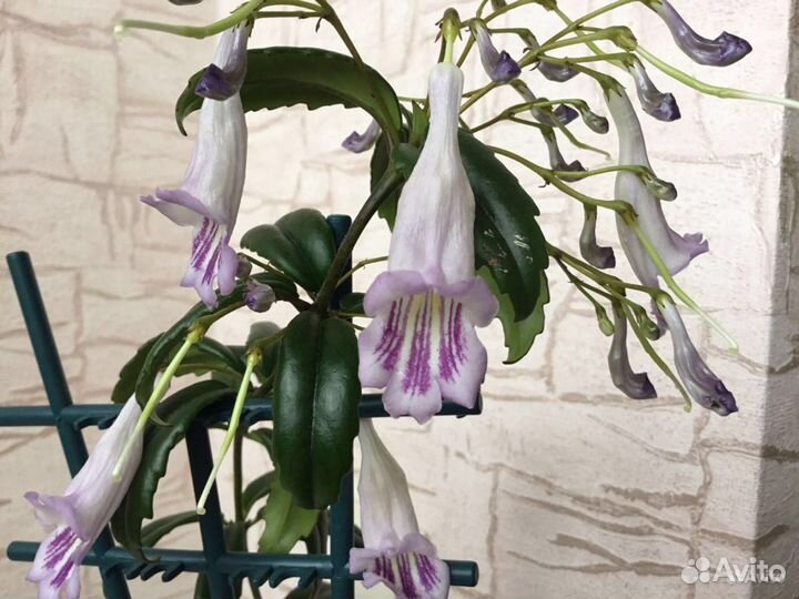 Эсхинантус