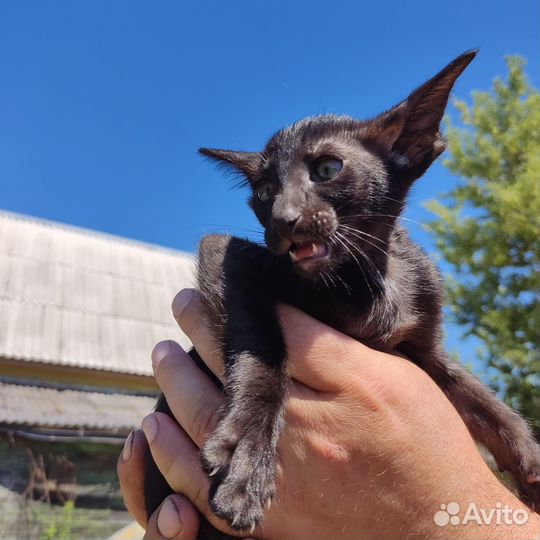 Ориентальные котята