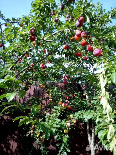 Саженцы в Пензе от производителя. 