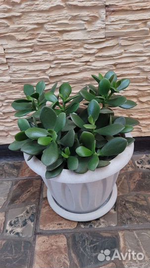 Толстянка (денежное дерево)