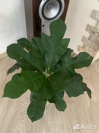 Кротон магнифисент