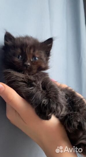 Котята Мейн куны помесь